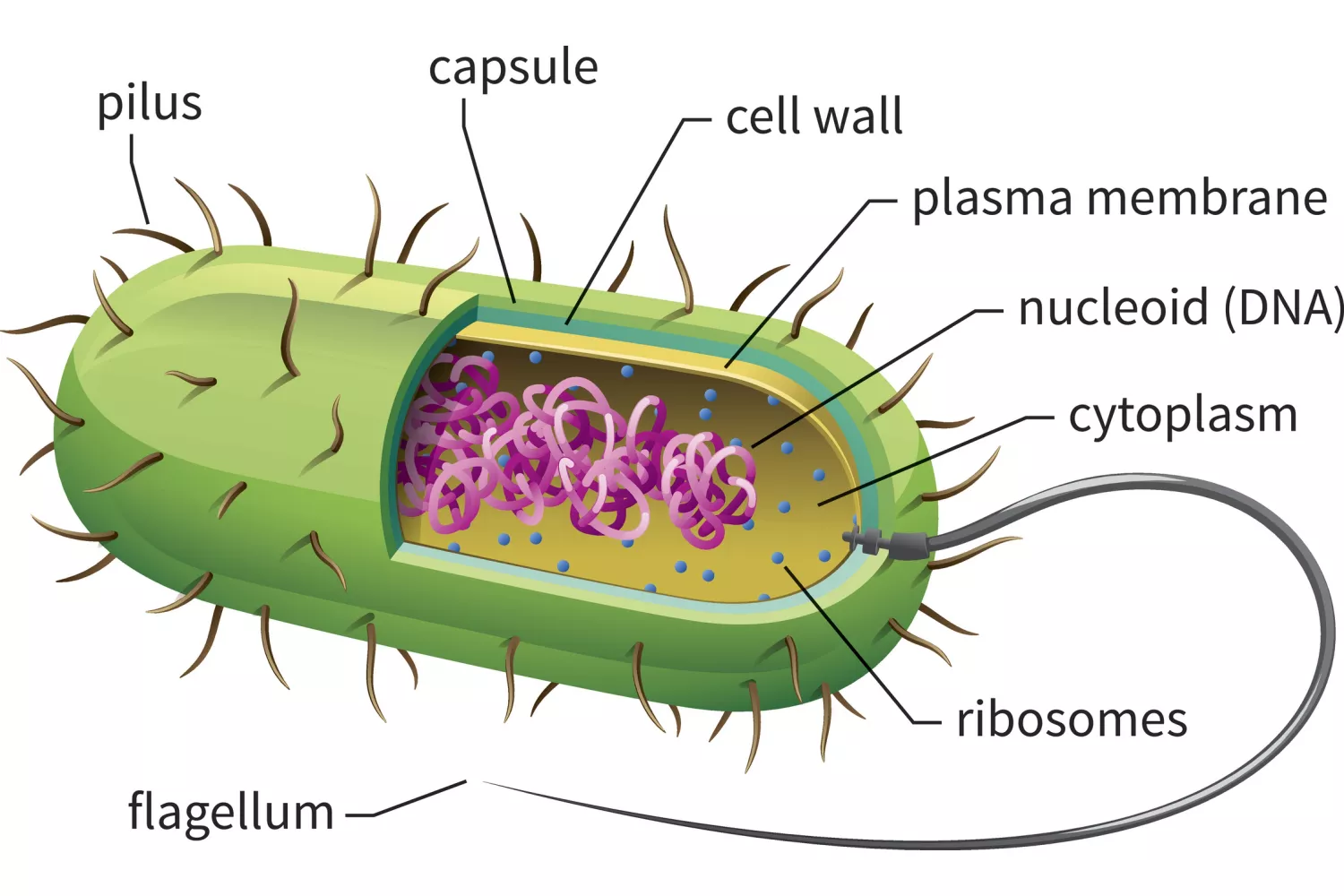 Mikä on ero bakteerien ja virusten välillä?