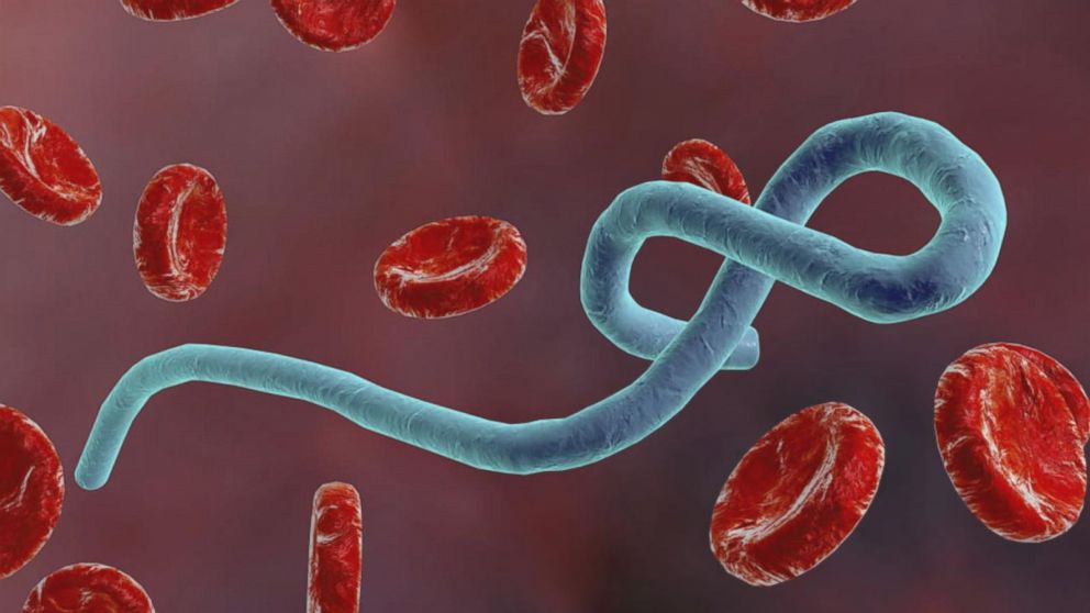 Ebola-virus ja Marburg-virus