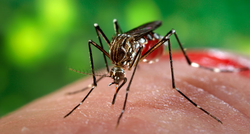 Zika-virus: oireet, syyt ja hoito