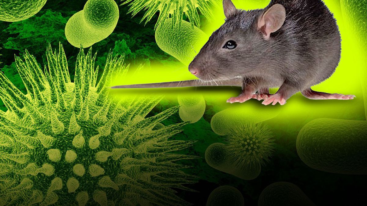 Hantaviruksella infektoitu rotta