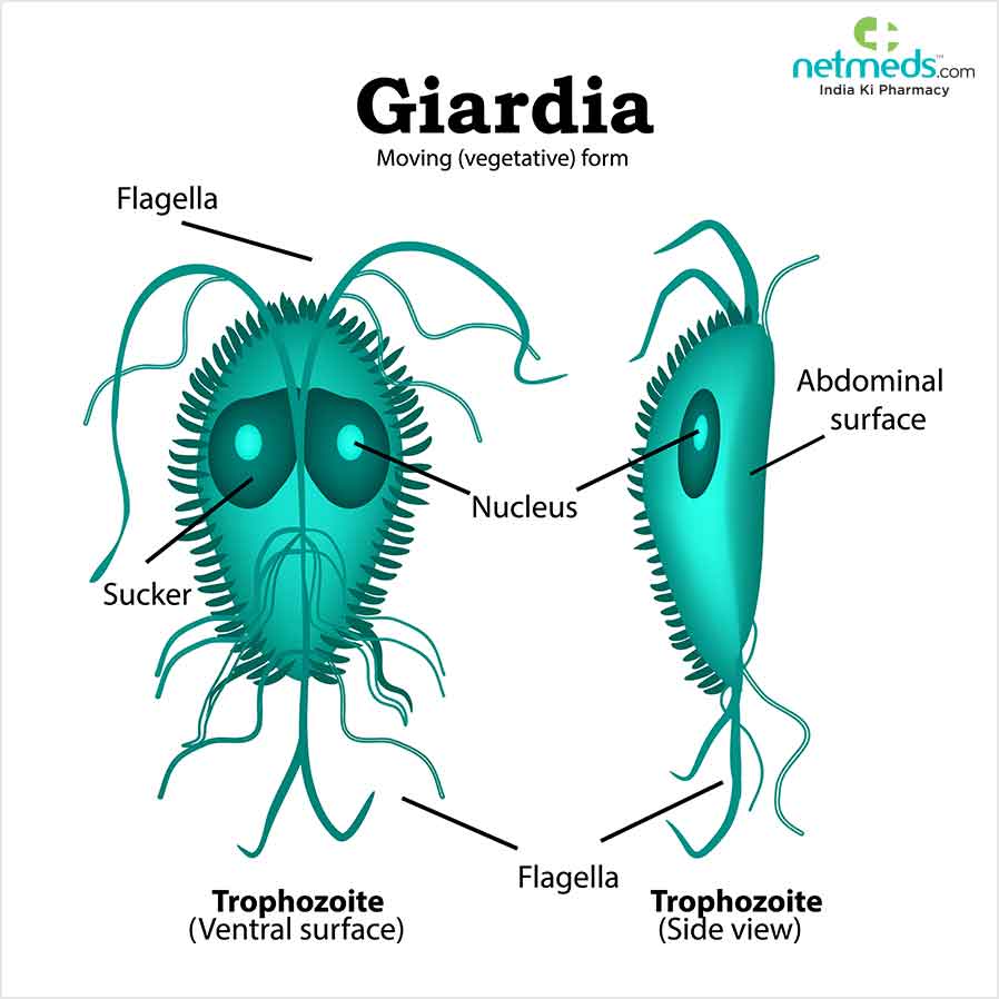 Giardia-infektio: syyt, oireet ja hoito