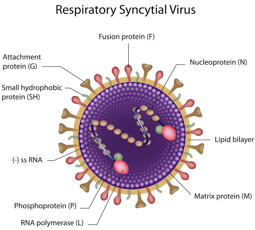 Hengityselinten syntsyyttivirus (RSV)